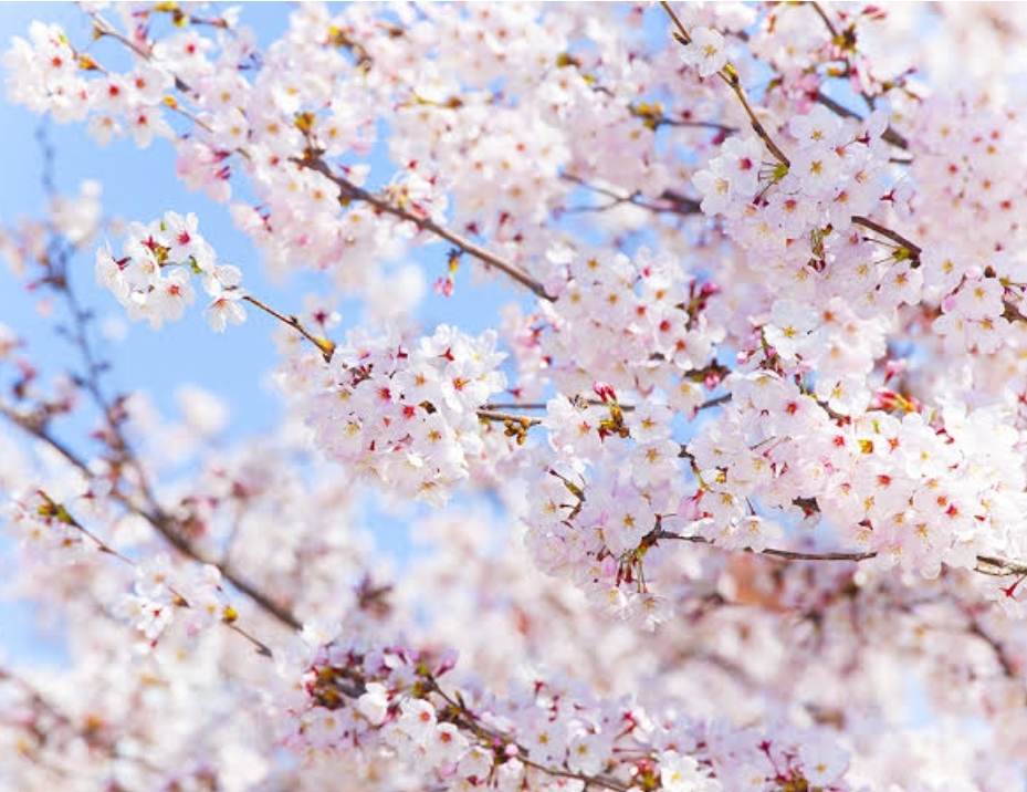 桜フォトイベントお早めにお問い合わせ下さい